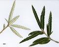 SpeciesSub: ’Zennoriensis’ (O.ilicifolia × O.lacunosa)